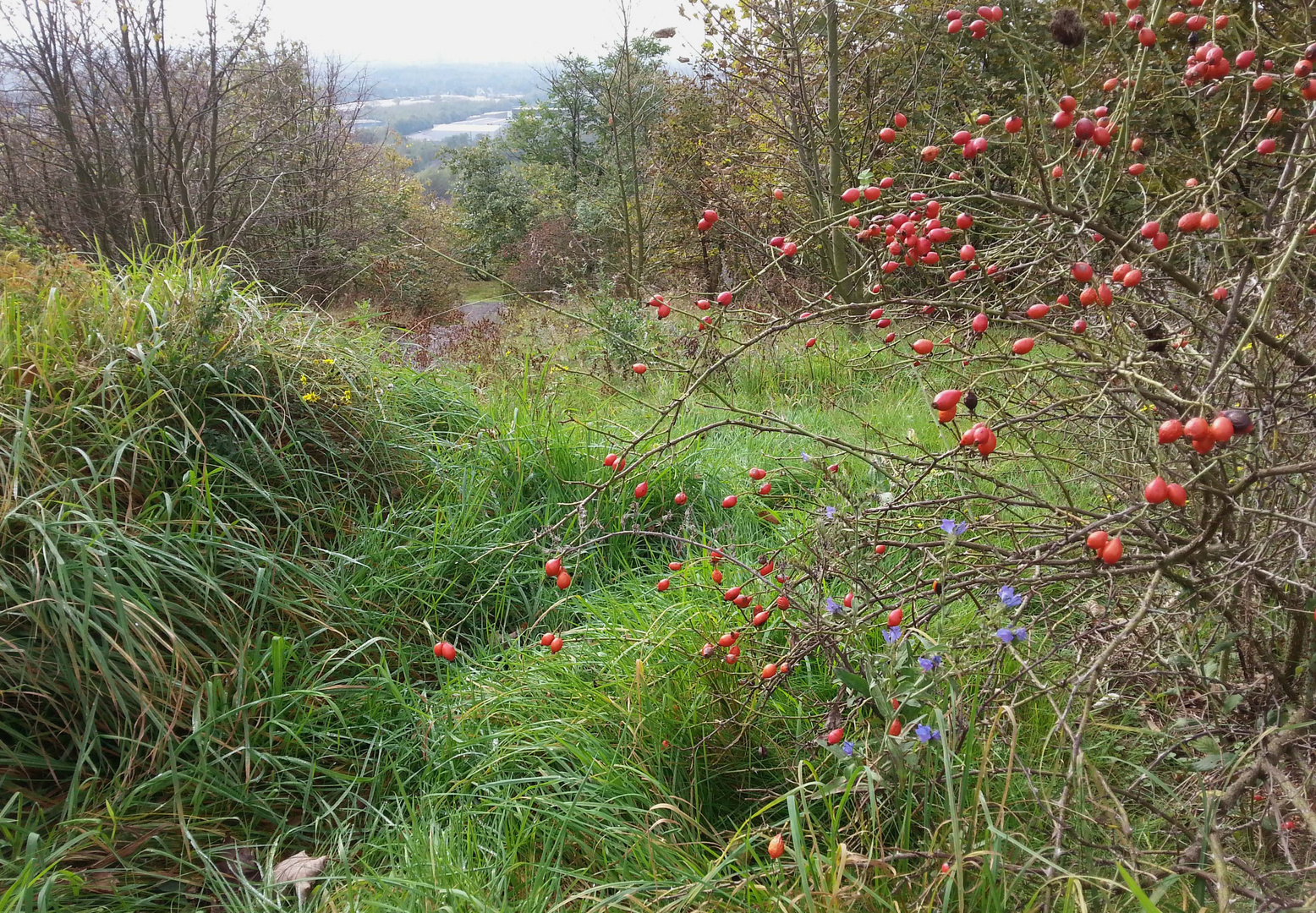 Herbstlandschaft