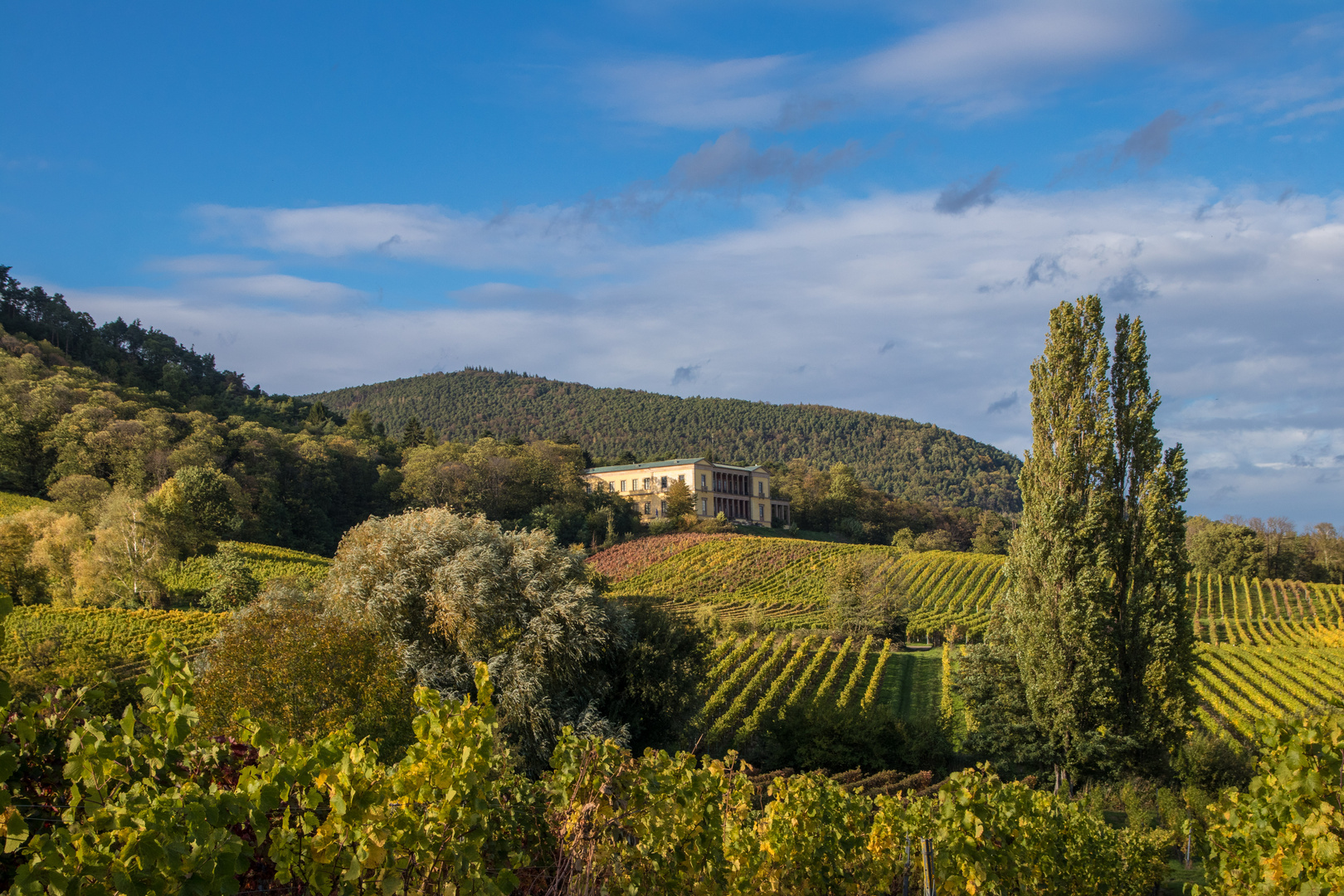 Herbstlandschaft bei Edenkoben Foto & Bild | deutschland ...