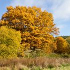 herbstlandschaft