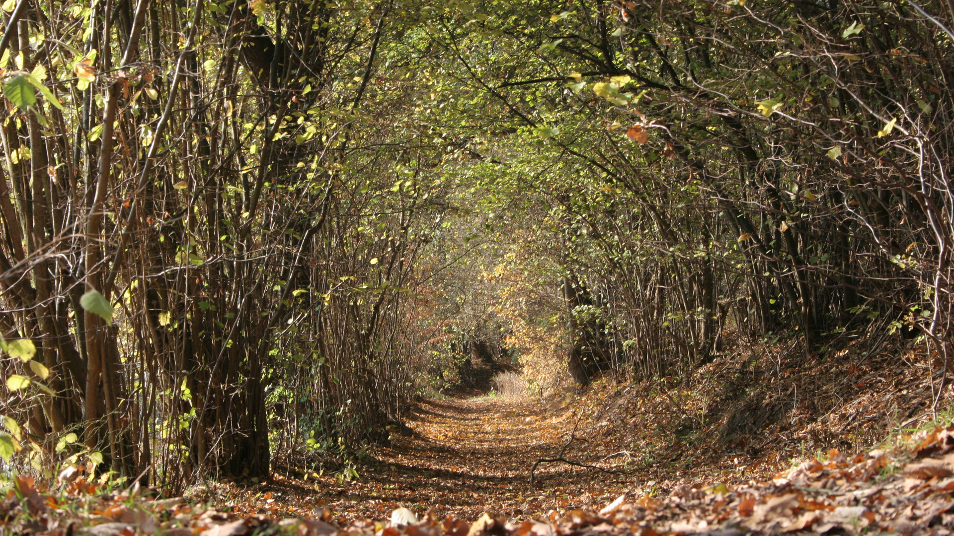 herbstlandschaft