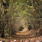 herbstlandschaft