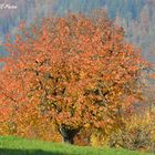 Herbstlandschaft