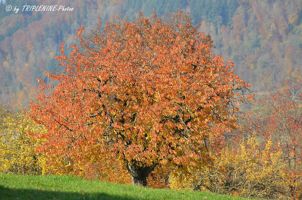 Herbstlandschaft