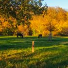 Herbstlandschaft