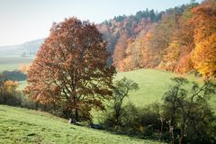 herbstlandschaft