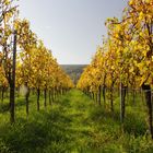 Herbstlandschaft