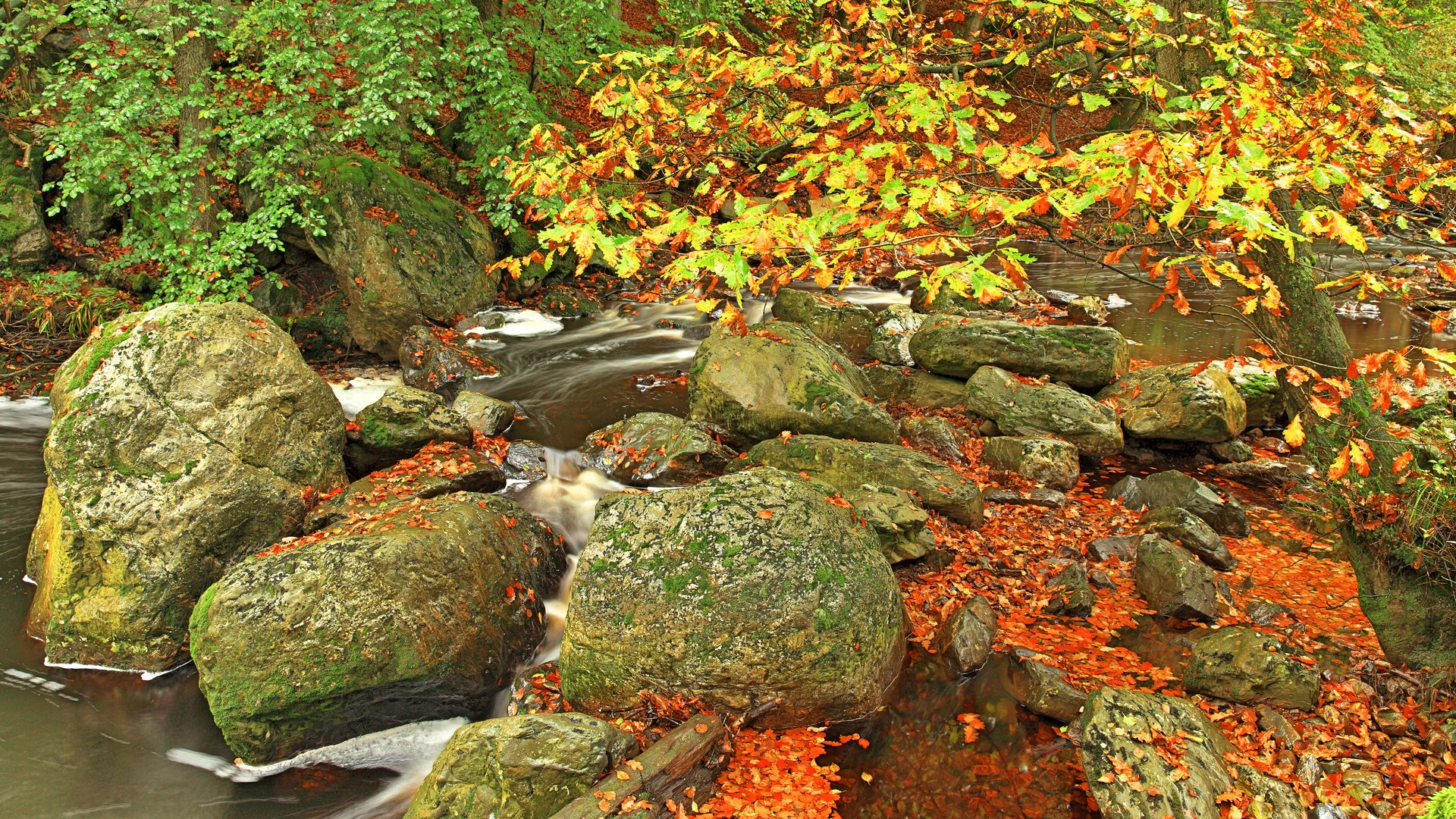 Herbstlandschaft Hohes Venn