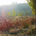 Herbstlandschaft im Dunst