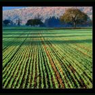 Herbstlandschaft im Krummen Elsass