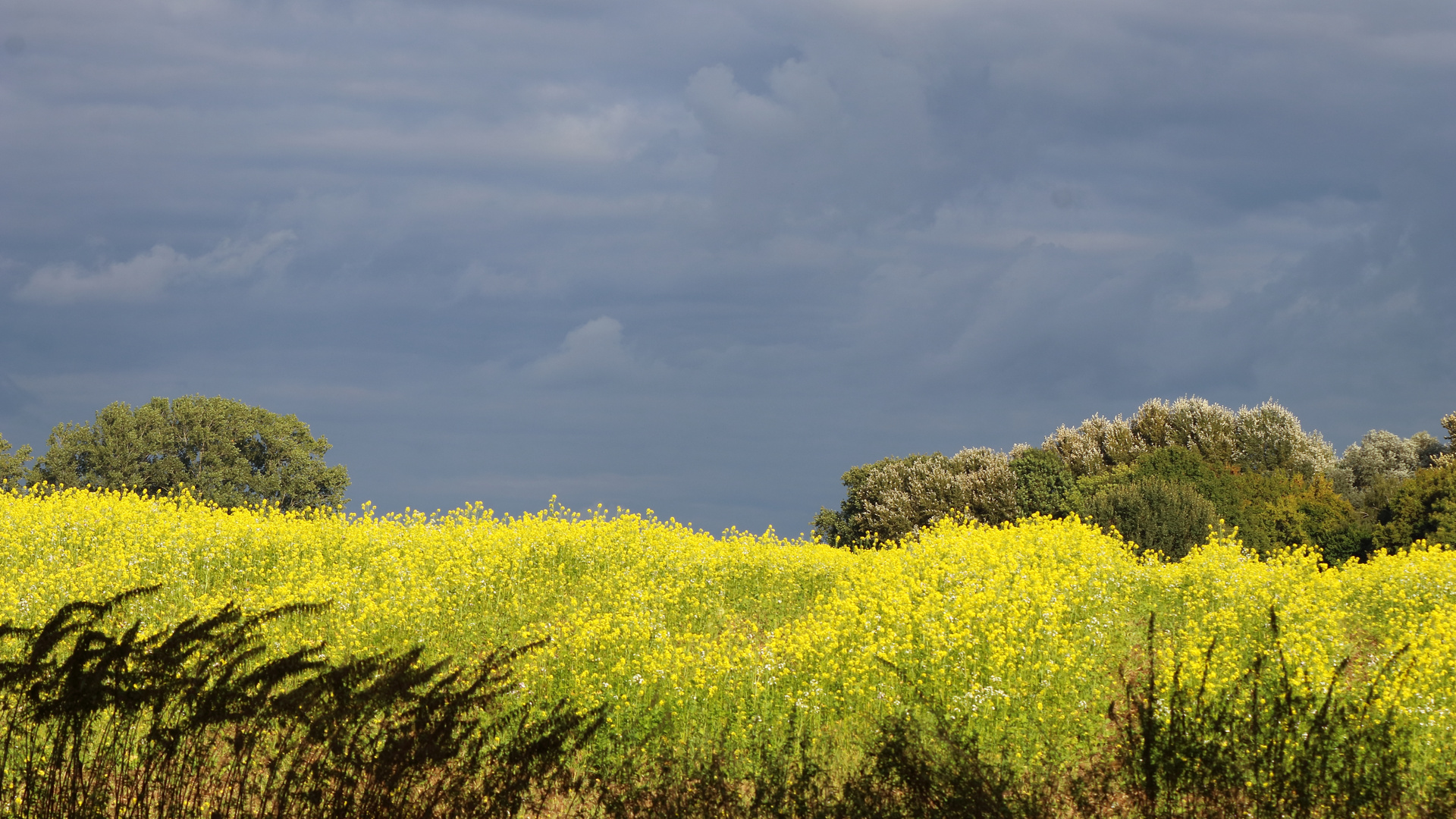 Herbstlandschaft im Münsterland