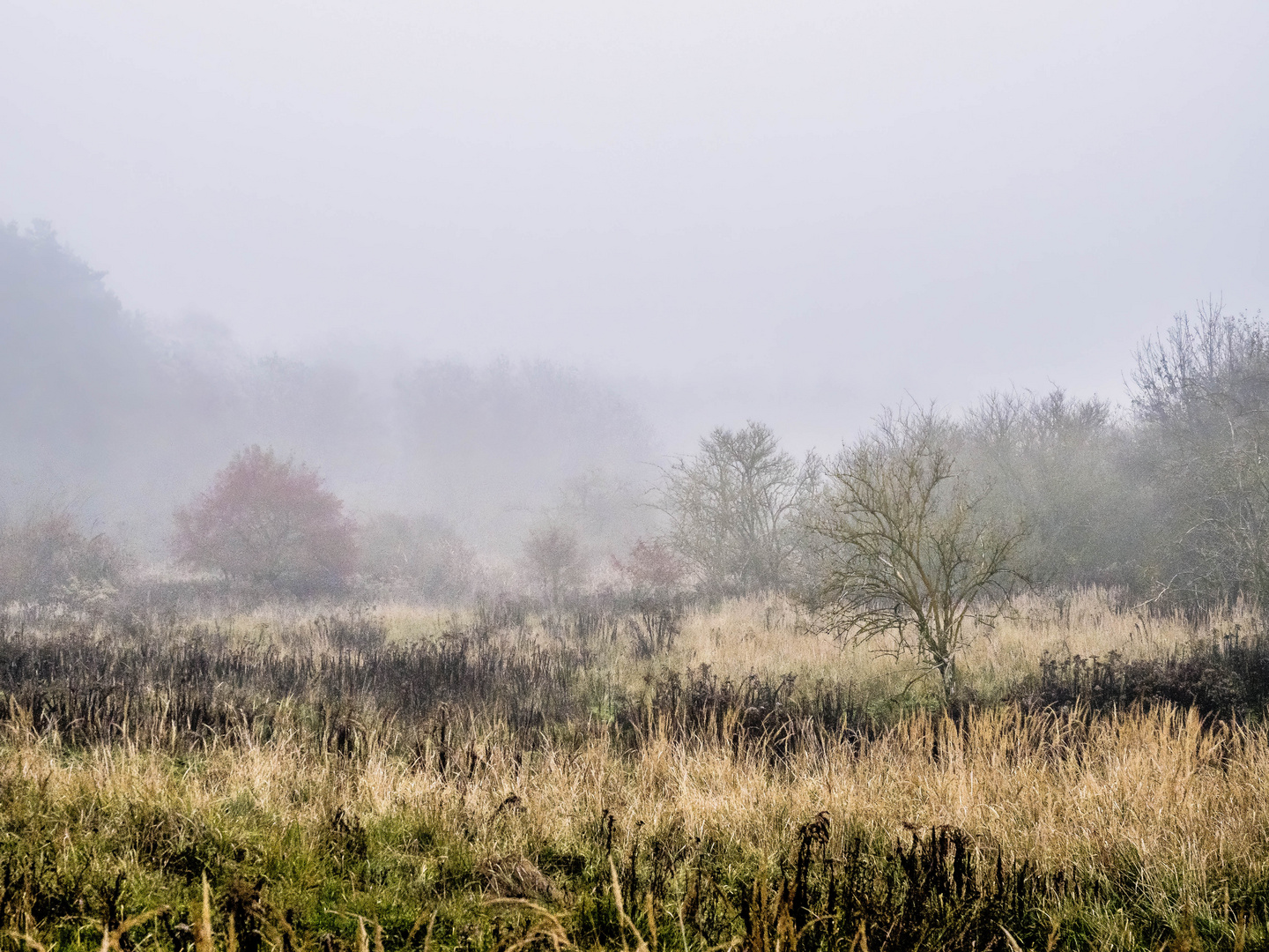 Herbstlandschaft im Nebel