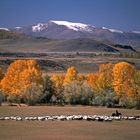 Herbstlandschaft im Norden der Mongolei