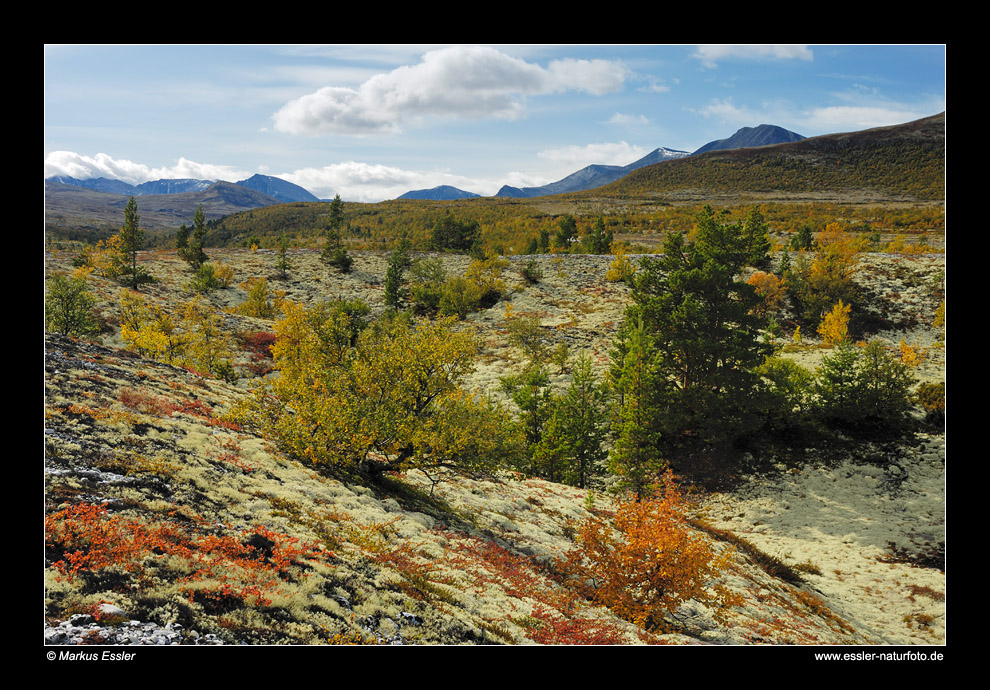 Herbstlandschaft im Rondane NP • Oppland, Norwegen (86-21930)