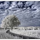 HERBSTLANDSCHAFT in Infrarot