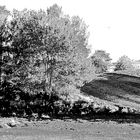 Herbstlandschaft in schwarzweiß