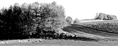 Herbstlandschaft in schwarzweiß