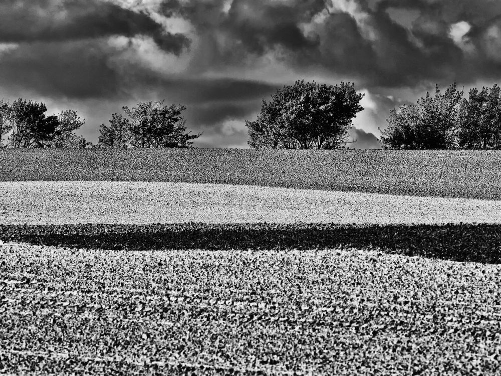 herbstlandschaft in s/w ...