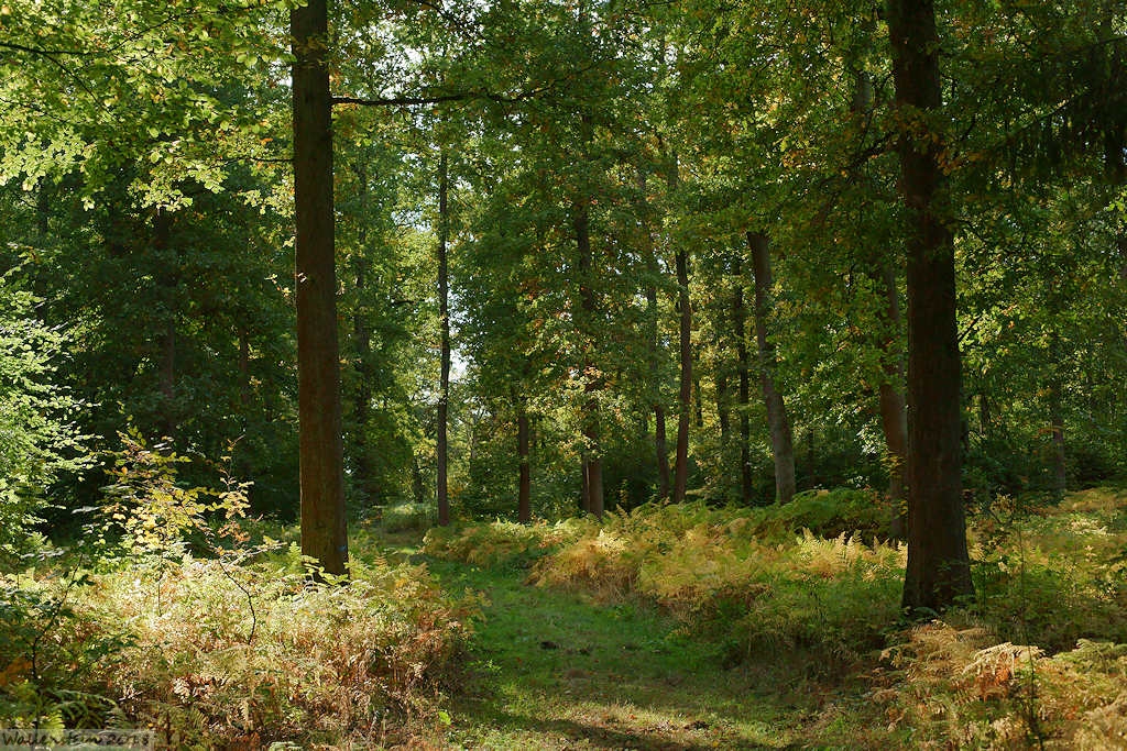 Herbstlandschaft in Westphalen