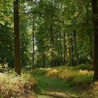 Herbstlandschaft in Westphalen