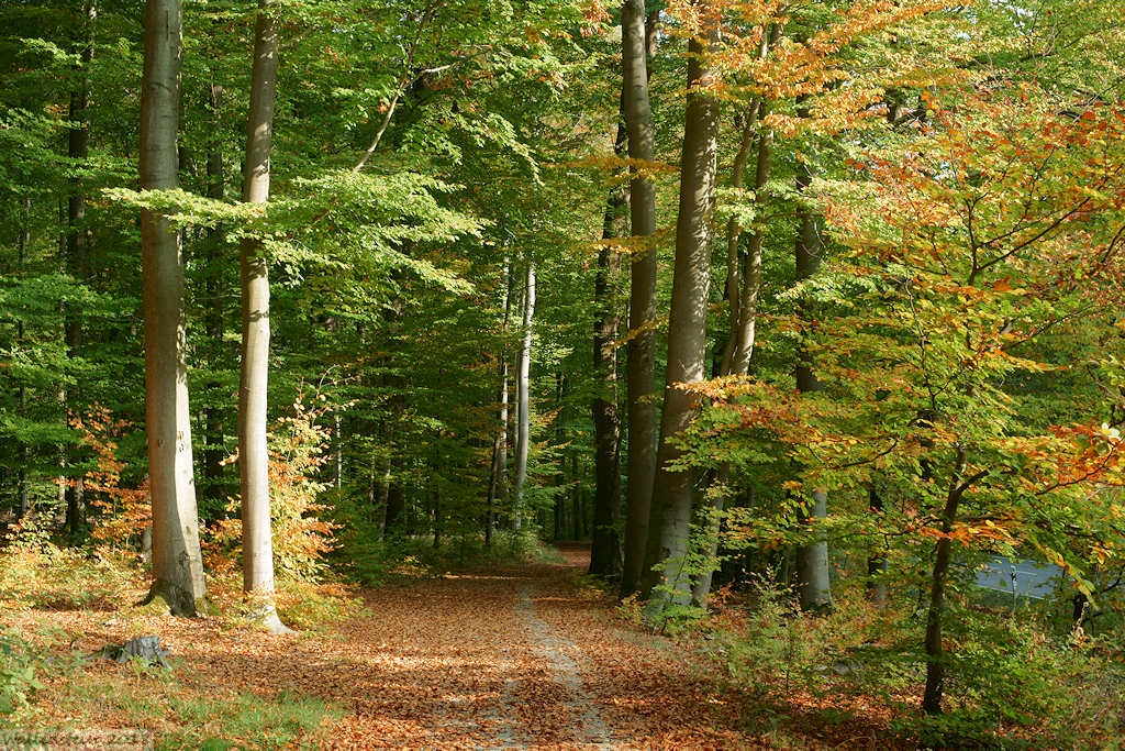 Herbstlandschaft in Westphalen