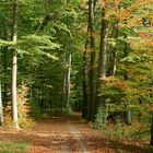 Herbstlandschaft in Westphalen