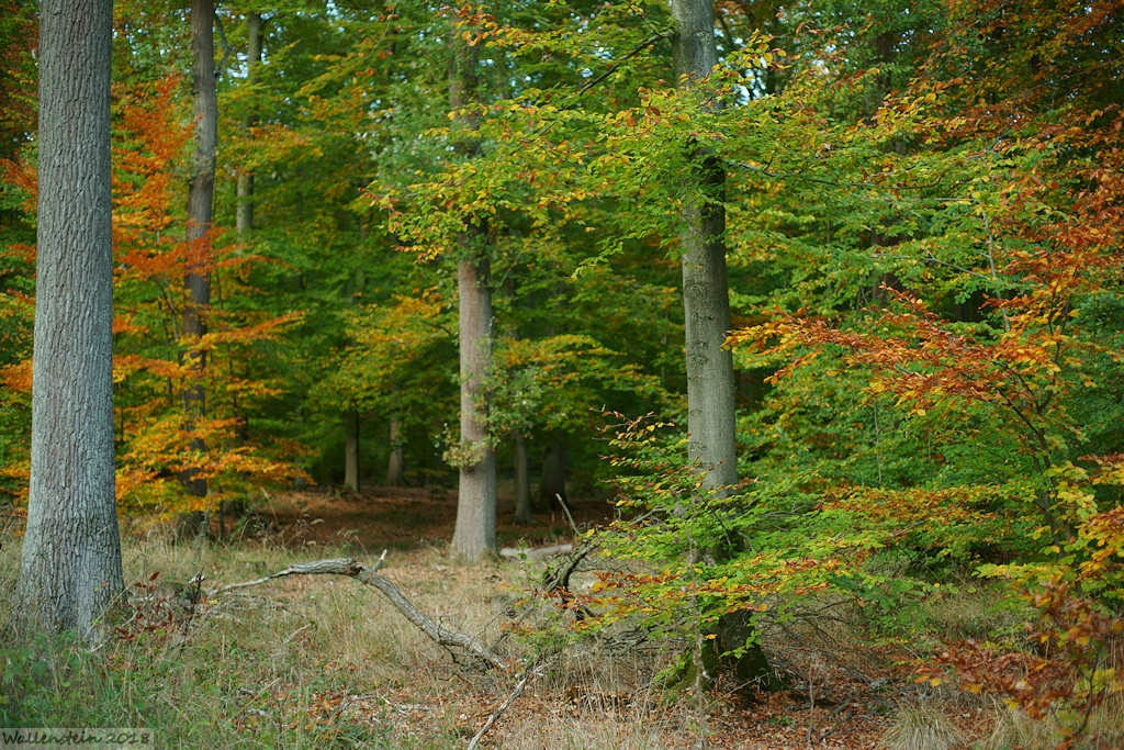 Herbstlandschaft in Westphalen