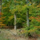 Herbstlandschaft in Westphalen