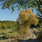 Herbstlandschaft in Westphalen