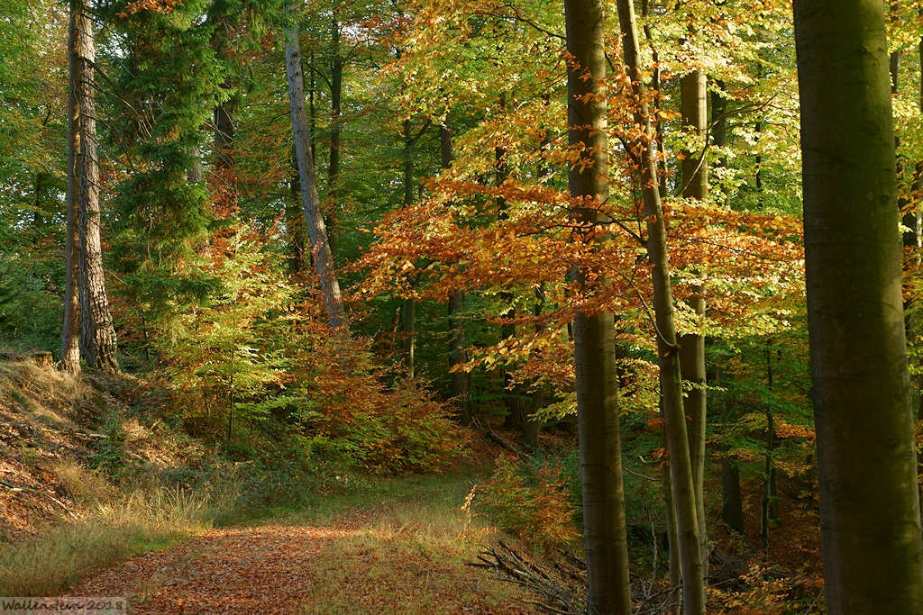 Herbstlandschaft in Westphalen