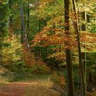 Herbstlandschaft in Westphalen