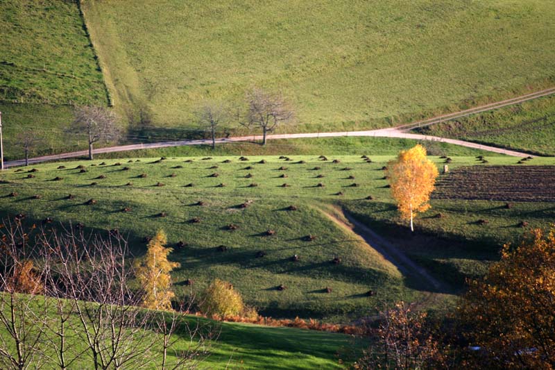 Herbstlandschaft mit Birke