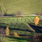 Herbstlandschaft mit Birke