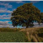 Herbstlandschaft mit Eiche