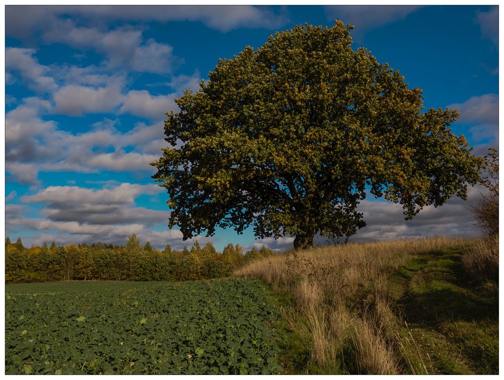 Herbstlandschaft mit Eiche