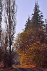 Herbstlandschaft mit Feldweg