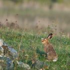 Herbstlandschaft mit Hase