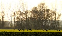 Herbstlandschaft mit Kranichen