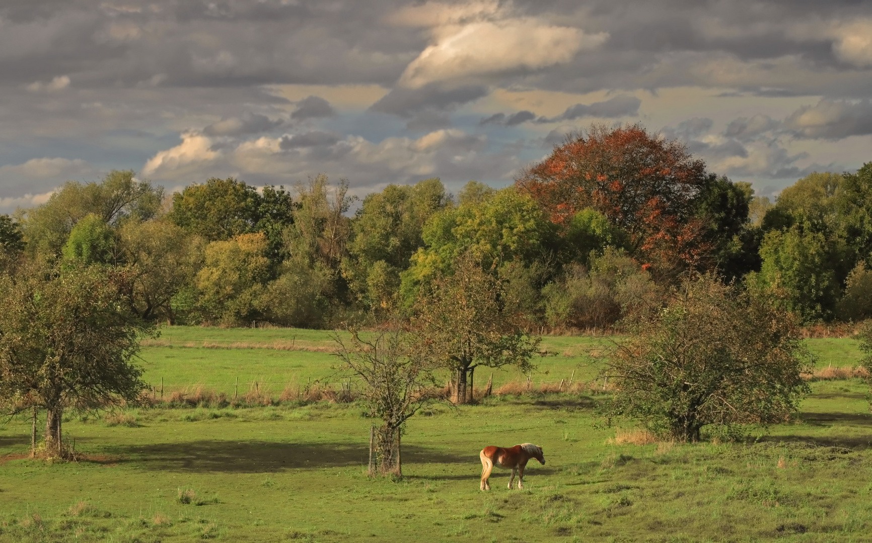 Herbstlandschaft mit Pferd