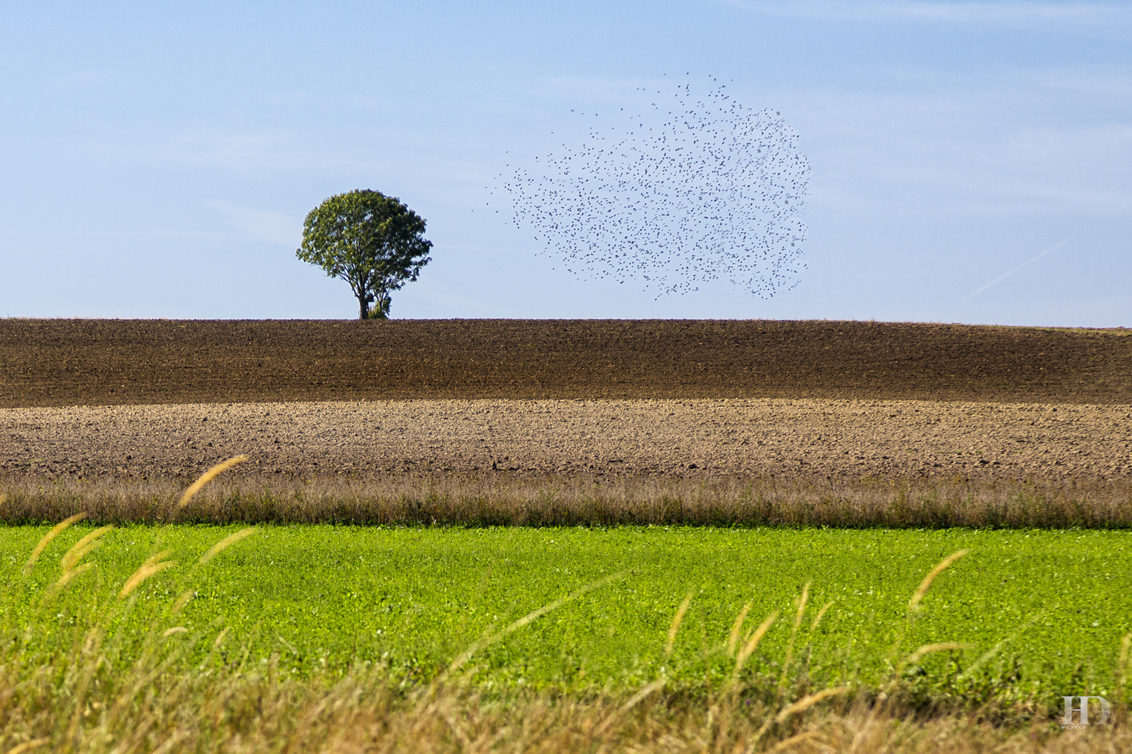 Herbstlandschaft mit Stare ..