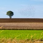 Herbstlandschaft mit Stare ..