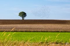 Herbstlandschaft mit Stare ..