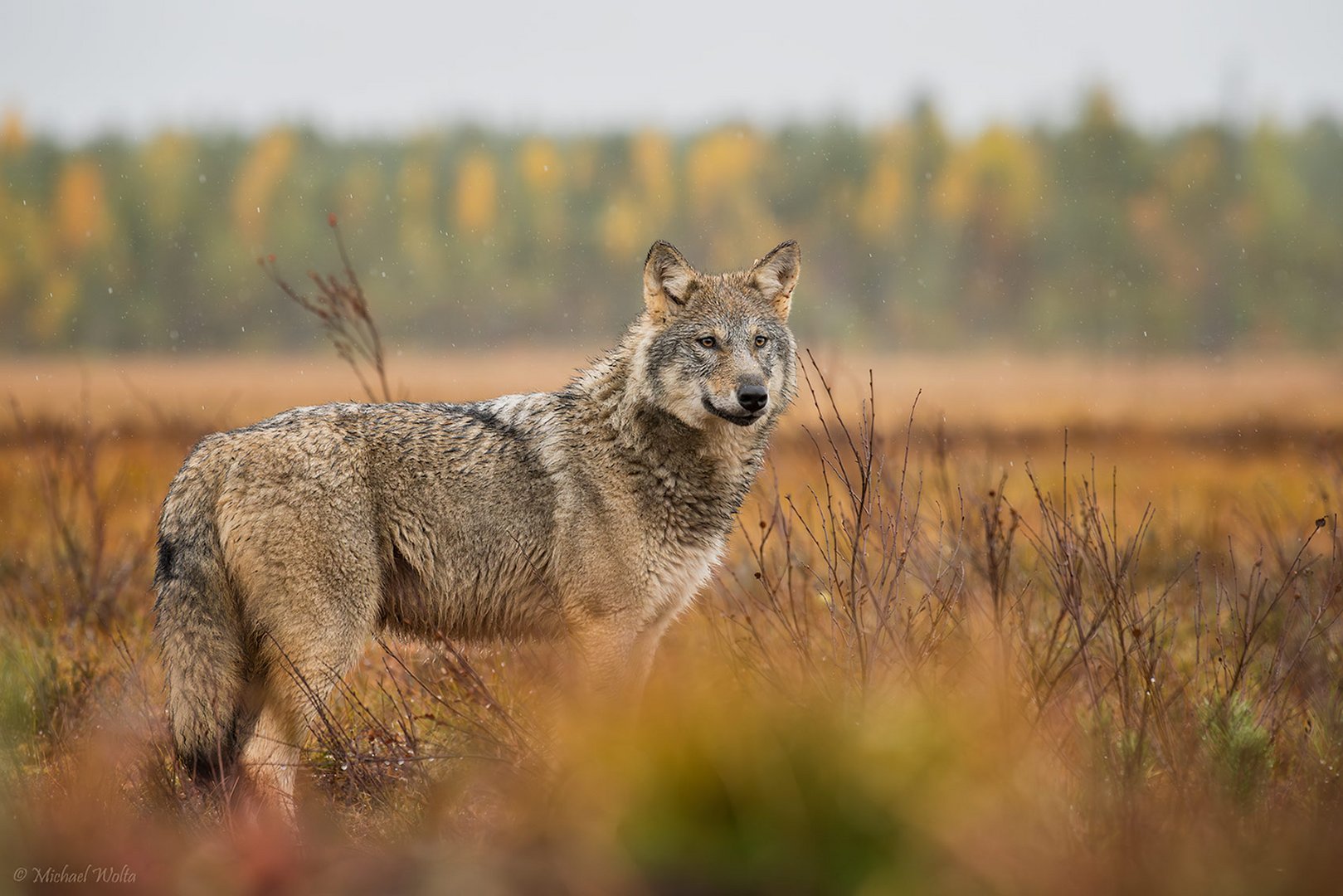 Herbstlandschaft mit Wolf