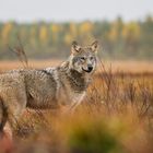 Herbstlandschaft mit Wolf