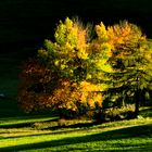 Herbstlandschaft Südtirol