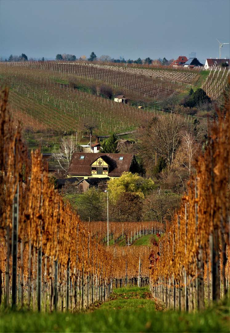 Herbstlandschaft Weinberge,  im Wandel zum nahenden Winter begriffen