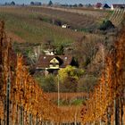 Herbstlandschaft Weinberge,  im Wandel zum nahenden Winter begriffen