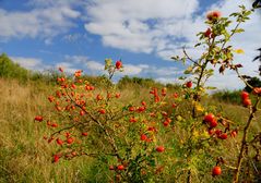 herbstlandschaften (2)