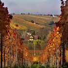 Herbstlandschaften rund umd den Rotenberg 