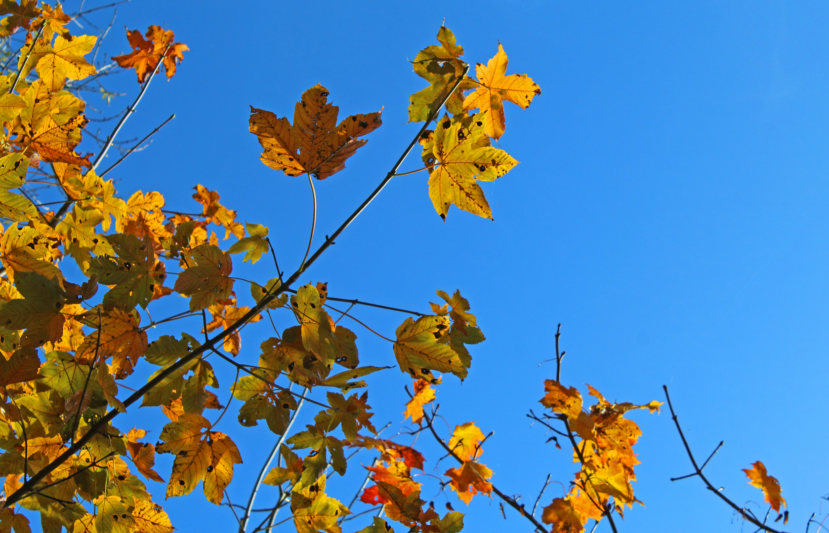 Herbstlaub