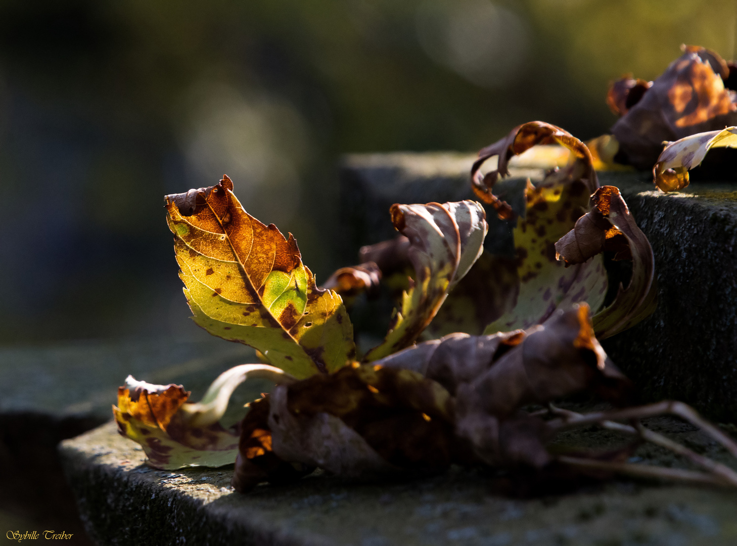 Herbstlaub